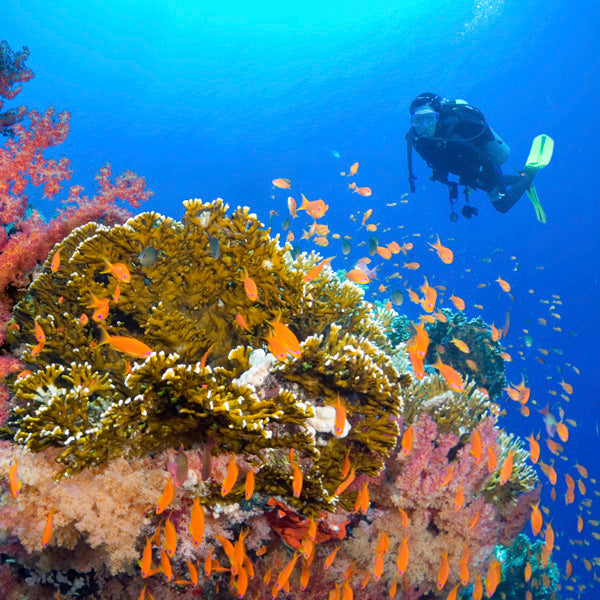 DYKSAFARI - M/V ANDAMAN QUEEN - 5 DAGAR/ 4 NÄTTER - Similan, Koh Bon, Tachai, Surin, Richelieu Rock (max 14 dyk)